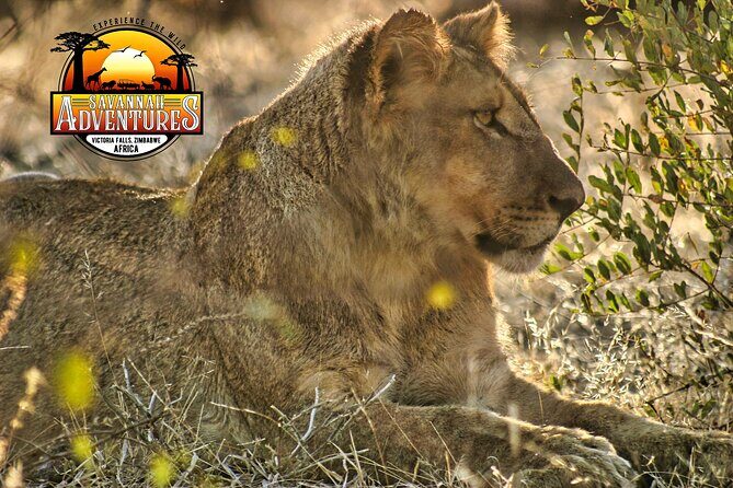 Safari Game Drive in the Savannah with Hotel pickup 3 times daily - The Scenic Break Stop: Tea, Water, Fruits, and Light Snacks