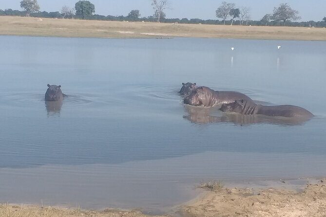 Safari Game Drive in Zambezi National Park - Key points before you go
