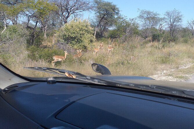 Safari Game Drive in Zambezi National Park - Getting to Zambezi from Victoria Falls without the long haul