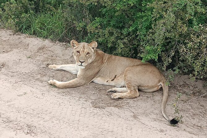 Safari Game Drive in Zambezi National Park - Breakfast, refreshments, and the meals that are not included