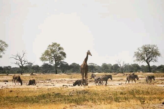 Safari Game Drive in Zambezi National Park - Wildlife spotting: why it can be amazing and why it’s never perfect