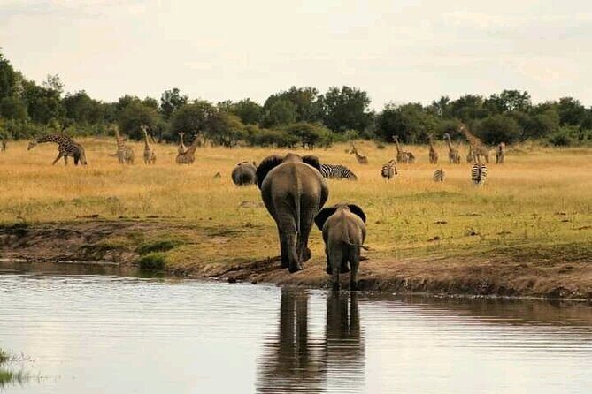 Safari Game Drive in Zambezi National Park - Price and what you’re really paying for at $150