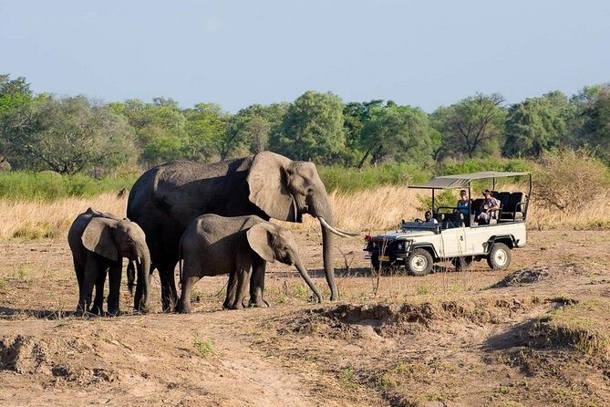 Safari Game Drive in Zambezi National Park with Hotel Pickup - Morning vs Afternoon: Breakfast and Tea, or Drinks and Snacks