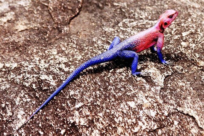Silunguzi Matopos Village & Rock Paintings Visit ! - Elephant Cave, Fish Cave, and the hike to rock paintings