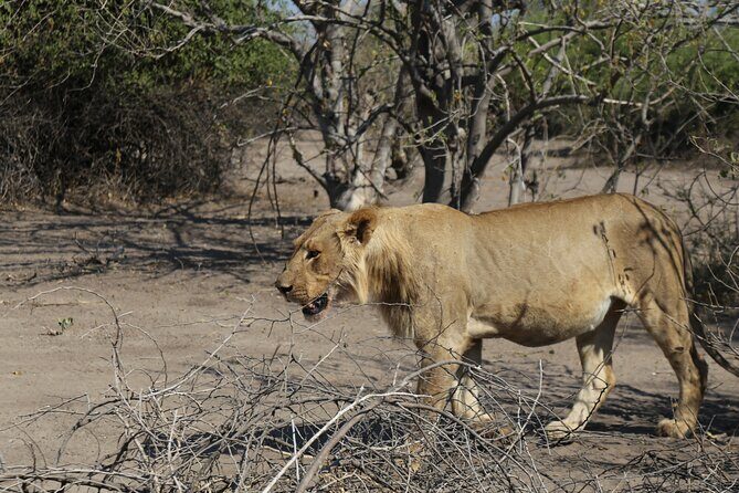 Small Group: Zambezi National Park Guided Game Drive - Key things that make this safari work