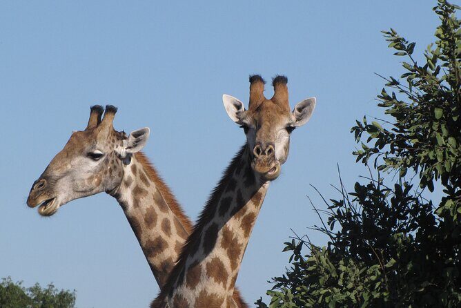 Small Group: Zambezi National Park Guided Game Drive - Victoria Falls to Zambezi National Park: the short hop that saves your energy