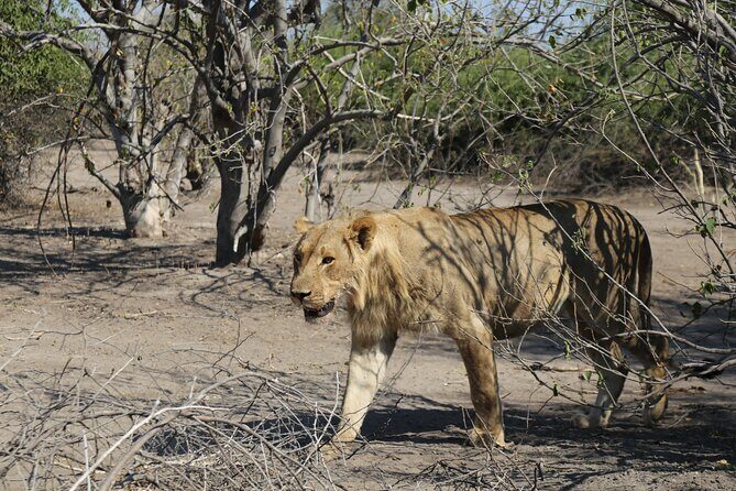 Small Group: Zambezi National Park Guided Game Drive - What you’re likely to see on the Zambezi drive