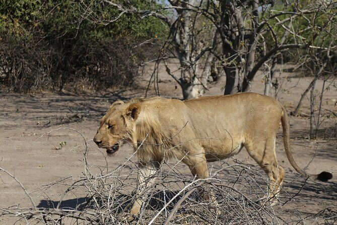 Small Group: Zambezi National Park Guided Game Drive - Admission, price, and value: what $120 really buys you