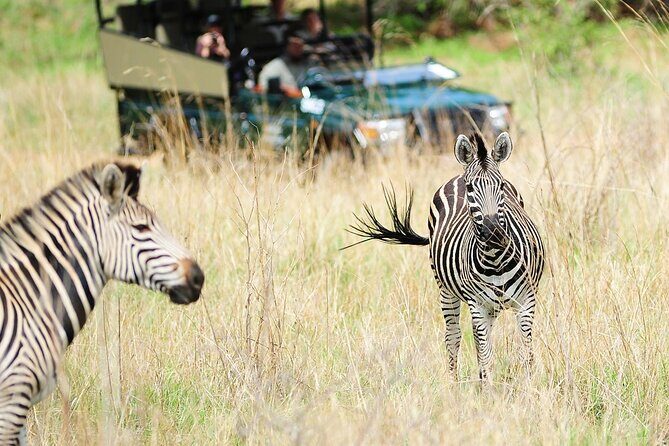 Small Group: Zambezi National Park Guided Game Drive - Comfort tips for a 3 to 4 hour open safari