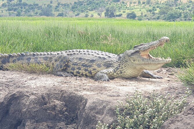 Standard Sunset Cruise - Camera Time and Quiet-Wildlife Etiquette