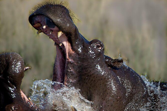 Sundowner Cruise on Zambezi River (Zimbabwe) - The Wildlife Part: How to Actually Spot Crocs and Hippos