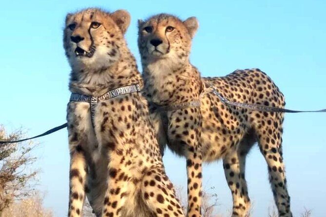 The Cheetah Experience - Up Close With Cheetahs: What Interaction Feels Like