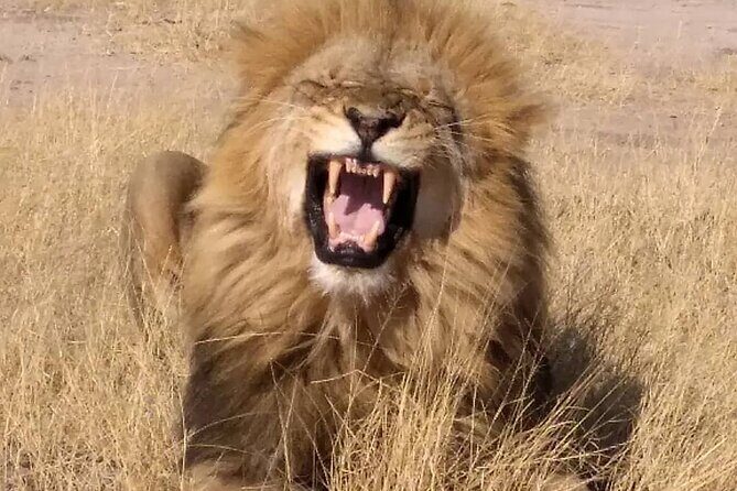 Victoria Falls And Chobe - Should You Book This Tour for Your First Trip