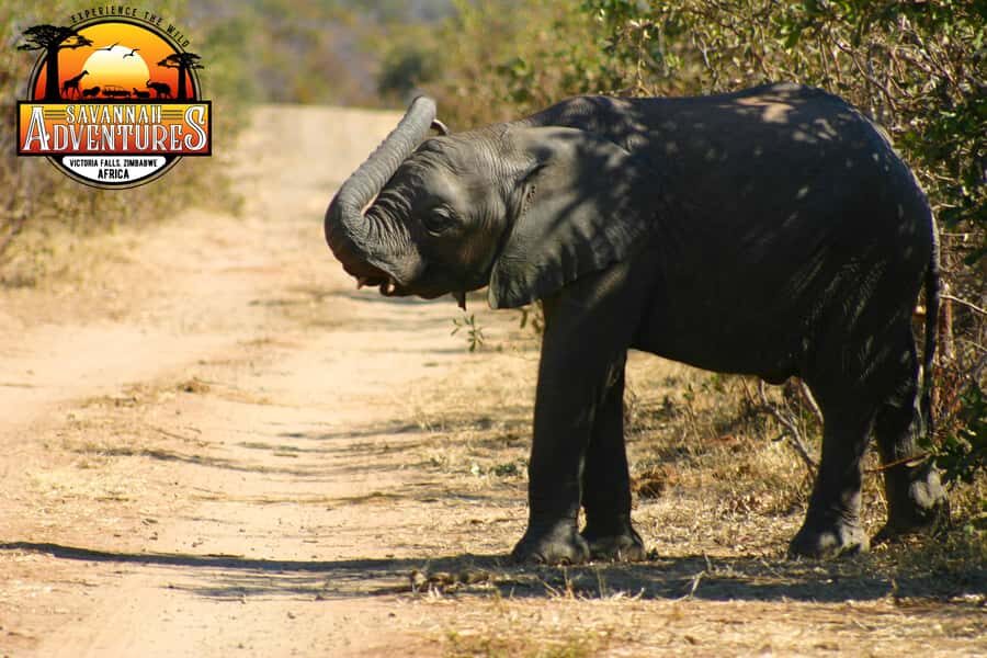 Victoria Falls: Baobab Safari - Sunrise and Mid Morning - Price and Value: Is $75 Worth It for Two Hours?