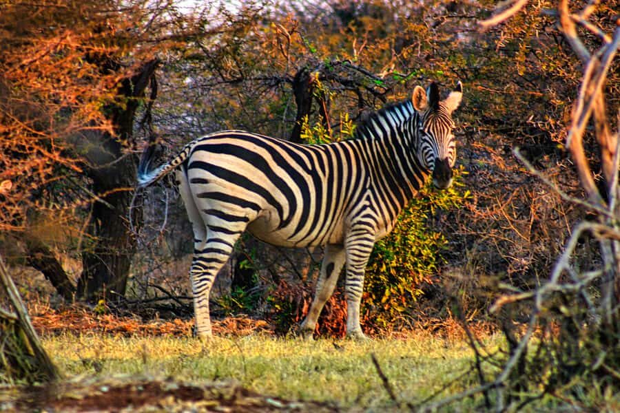 Victoria Falls: Baobab Safari - Sunrise and Mid Morning - Hotel Pickup and the First Stops: Getting Your Bearings Fast