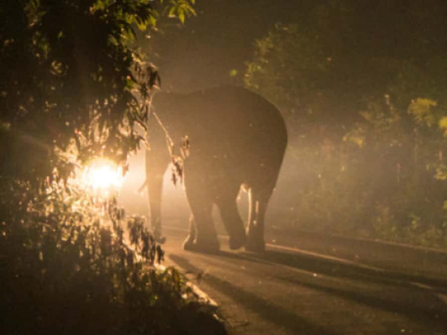 Victoria Falls: Bush Experience and Stargazing D-F-ES-GB - Should you book the Bush Experience and Stargazing?