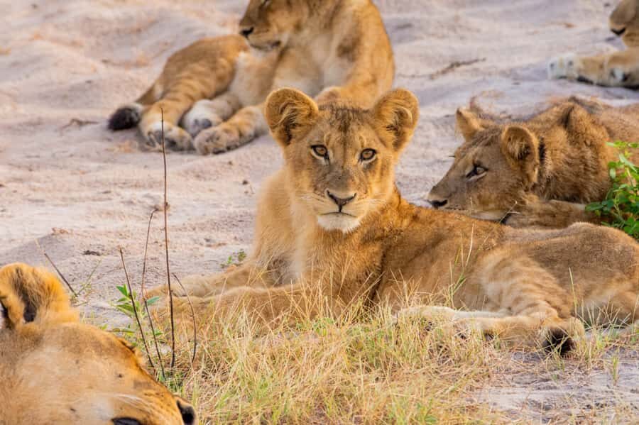 Victoria Falls: Chobe National Park Day Trip with Lunch - Best for first-time safari planners near Victoria Falls