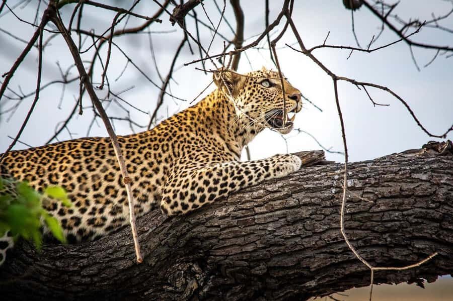 Victoria Falls: Chobe National Park Day Trip with Lunch - Should you book this Chobe day trip from Victoria Falls?
