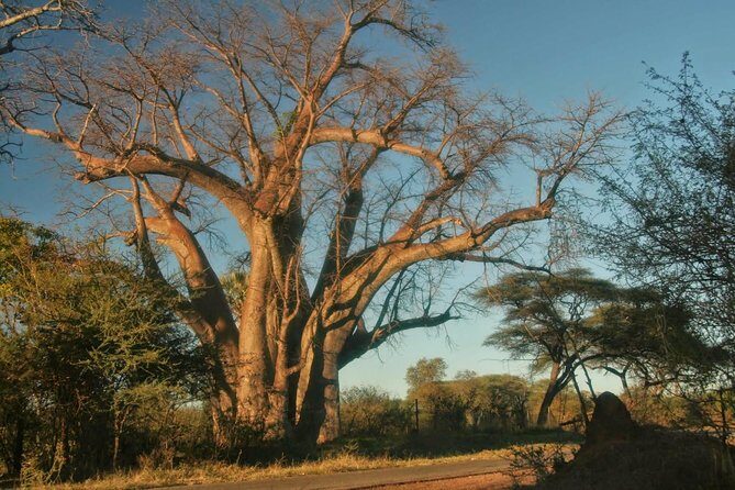 Victoria falls Day Trip in Zimbabwe from Livingstone (Zambia) - Day-of schedule: falls walk, market time, and Lookout Cafe lunch