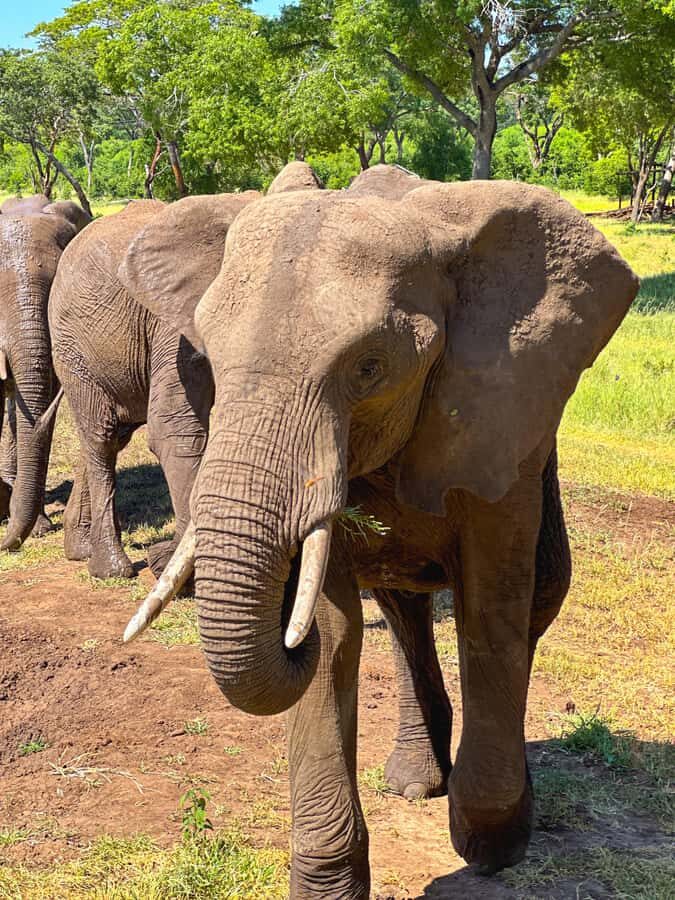 Victoria Falls: Elecrew Through The Eyes Of An Elephant - Meeting the ambassador herd: close encounters that stay calm