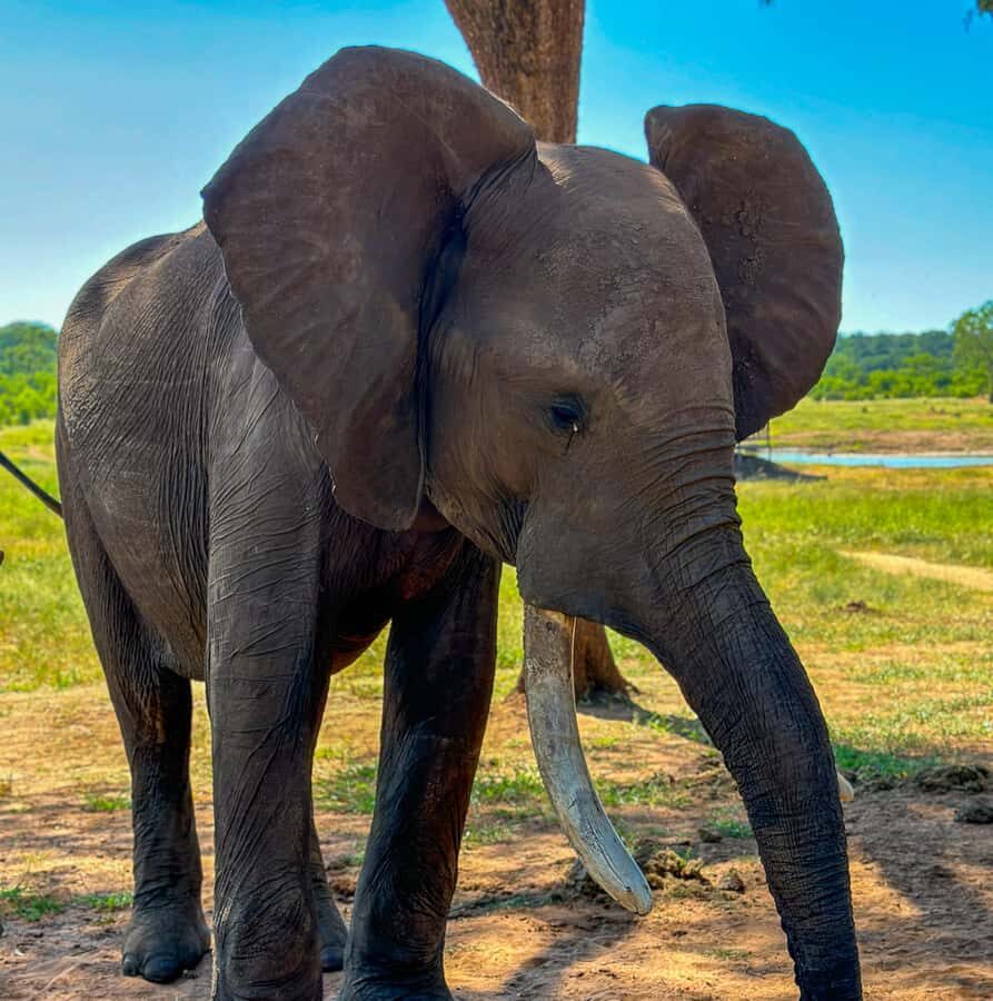 Victoria Falls: Elecrew Through The Eyes Of An Elephant - Safety and how to set expectations before you go