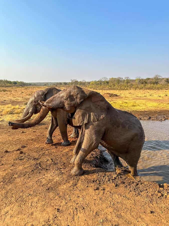 Victoria Falls: Elecrew Through The Eyes Of An Elephant - Price and value: $148 for a short, purposeful education-and-encounter