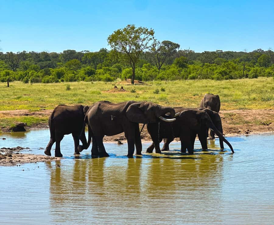Victoria Falls: Elecrew Through The Eyes Of An Elephant - Quick practical tips to make the most of your visit