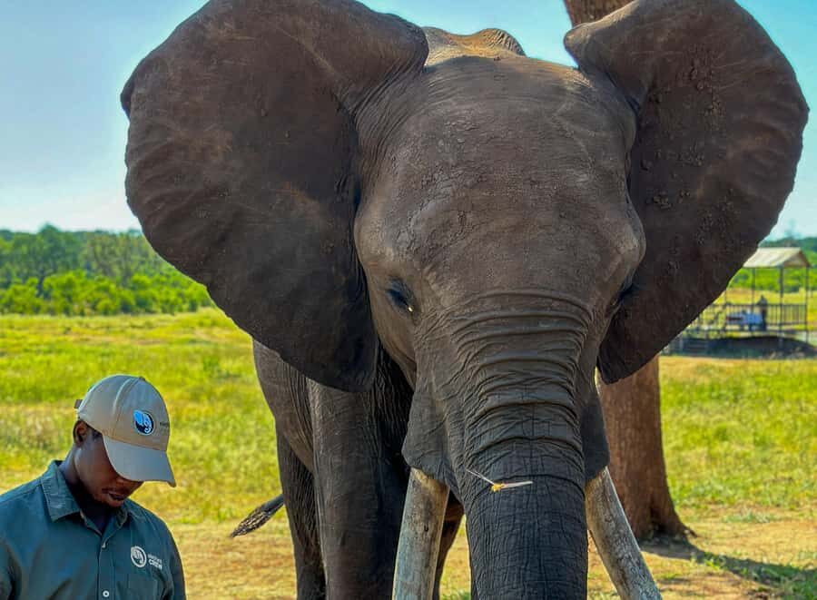 Victoria Falls: Elecrew Through The Eyes Of An Elephant - The 2.5-hour flow: from Victoria Falls pickup to the waterhole pauses