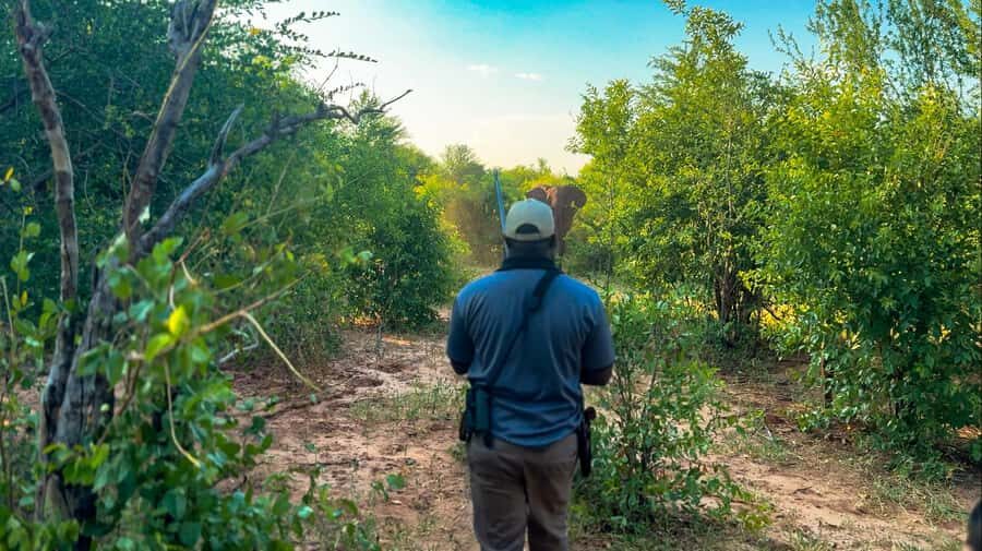 Victoria Falls: Game Walk in the Zambezi National Park - Key things worth knowing before you go
