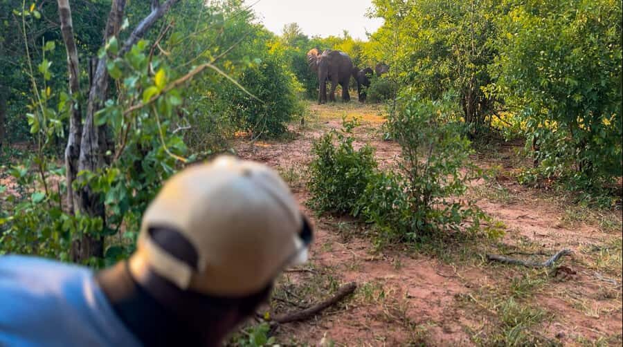 Victoria Falls: Game Walk in the Zambezi National Park - The game walk on foot: safety first, then close-up wildlife watching