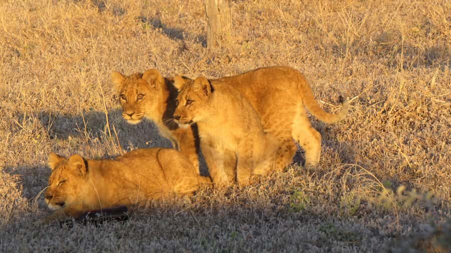 Victoria Falls: Hwange National Park Full-Day Safari - A 5:30 am start that actually pays off in wildlife time