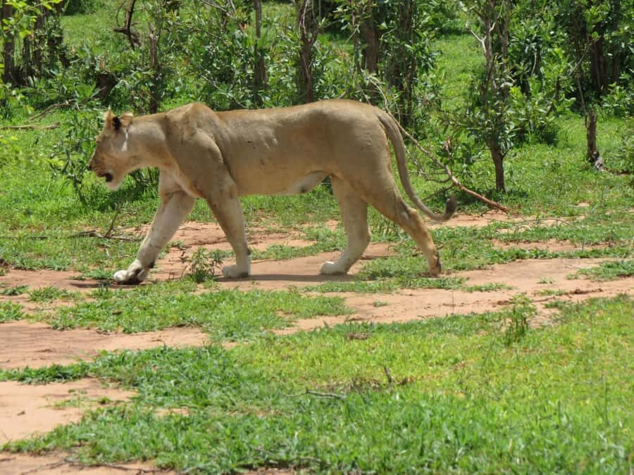 Victoria Falls: Hwange National Park Full-Day Safari - Getting to Hwange from Victoria Falls: the 2-hour coach ride reality check