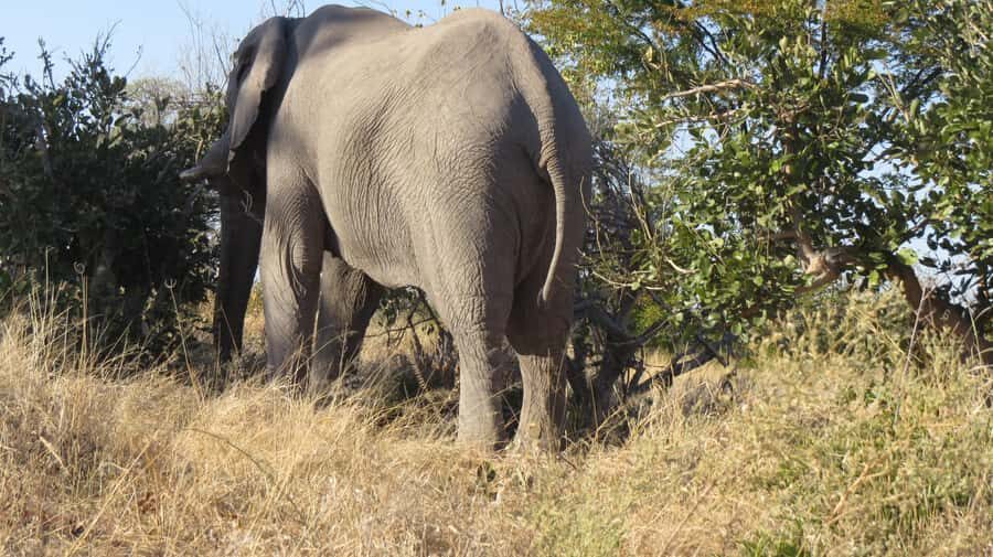 Victoria Falls: Hwange National Park Full-Day Safari - The lunch stop: packed food in the bush (and how to judge it)