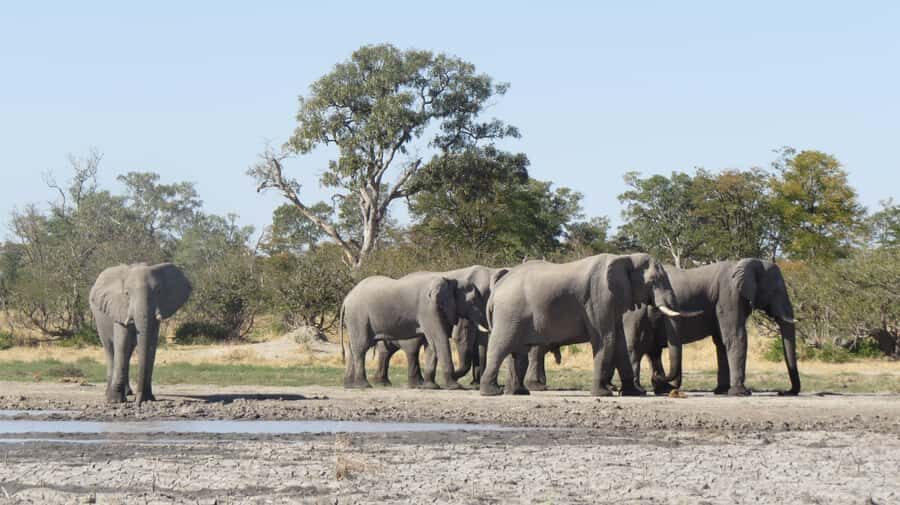 Victoria Falls: Hwange National Park Full-Day Safari - The second game drive: the long one where sightings often stack up