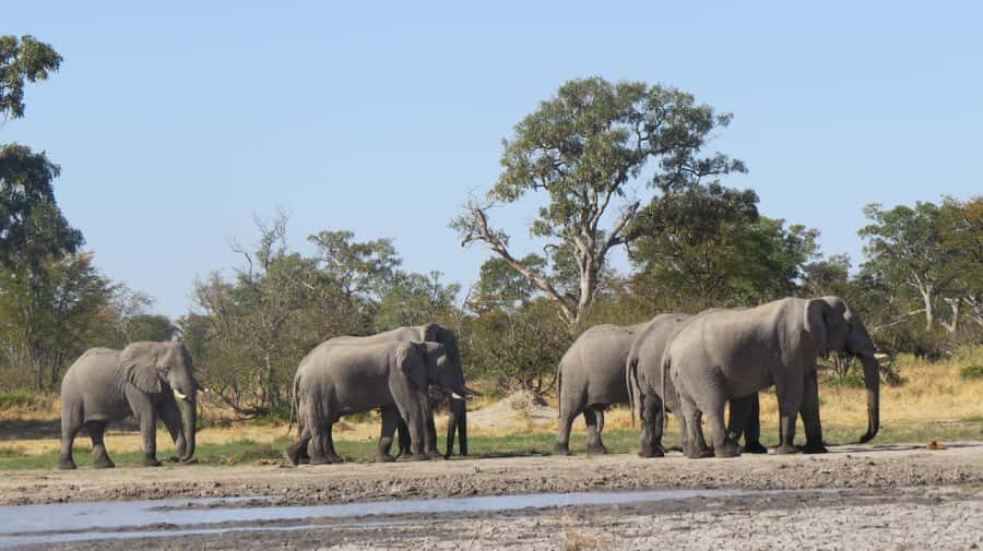 Victoria Falls: Hwange National Park Full-Day Safari - What you should expect to see: elephants, lions, and lots of birds