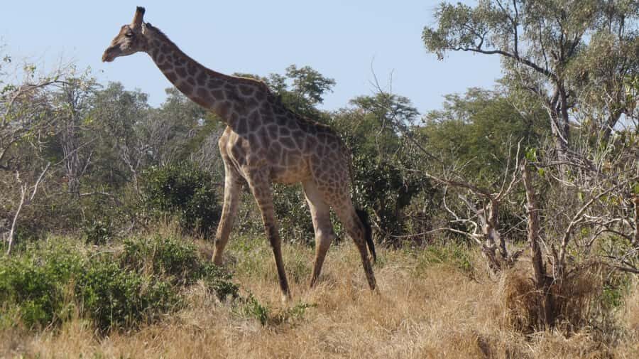 Victoria Falls: Hwange National Park Full-Day Safari - Open safari vehicle: comfort trade-offs that are worth it