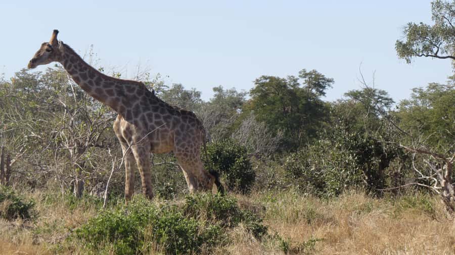 Victoria Falls: Hwange National Park Full-Day Safari - Price and value: is $300 from Victoria Falls a good deal?