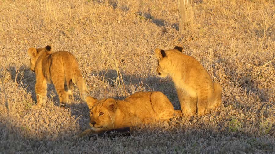 Victoria Falls: Hwange National Park Full-Day Safari - Park arrival: safety briefing plus the first real game drive