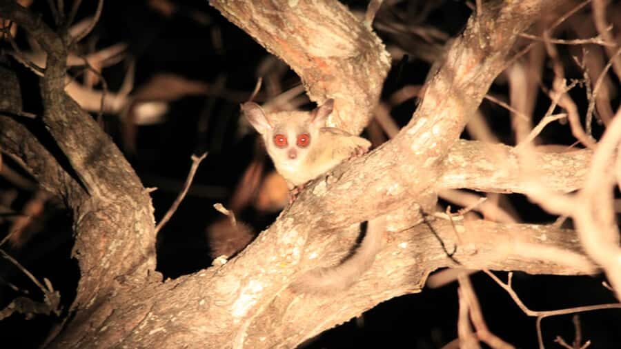 Victoria Falls: Night Game Drive and 3-Course Bush Dinner - Key things that make this Victoria Falls night safari worth your time