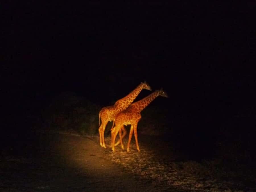 Victoria Falls: Night Game Drive and 3-Course Bush Dinner - From hotel pickup to the first animal signs before dark