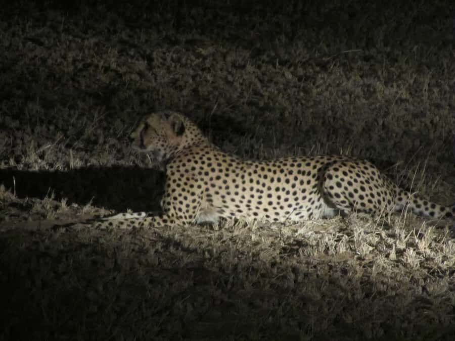 Victoria Falls: Night Game Drive and 3-Course Bush Dinner - Dusk to night: spotlight viewing and the predator game