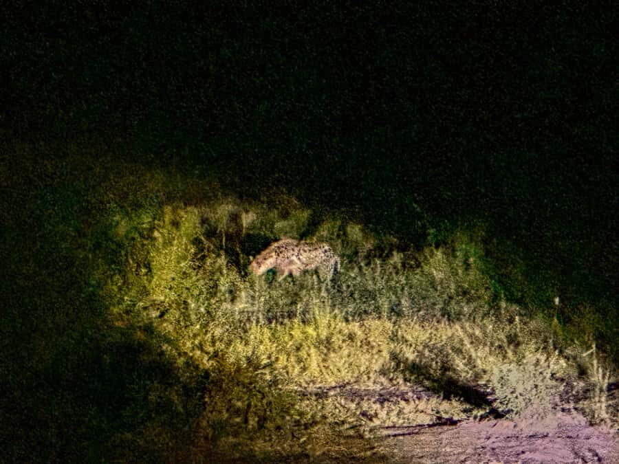 Victoria Falls: Night Game Drive Zambezi National Park - Transfers, guide quality, and what to look for on pickup