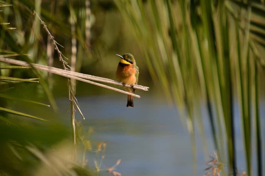 Victoria Falls: Private Sunrise Cruise with Breakfast - Bird spotting at sunrise: small details that add up