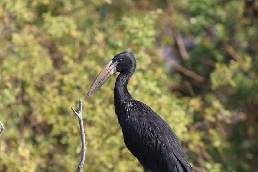 Victoria Falls: Private Zambezi River Birdwatching Safari - Private Zambezi boat birding: why this safari feels different