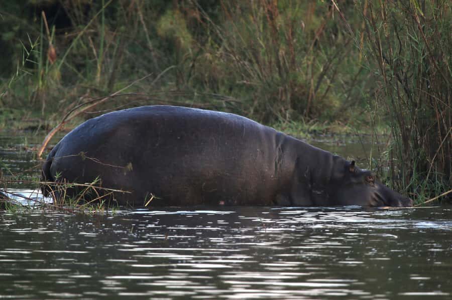 Victoria Falls: Private Zambezi River Birdwatching Safari - Wildlife beyond birds: hippos, crocodiles, and water’s morning crowd