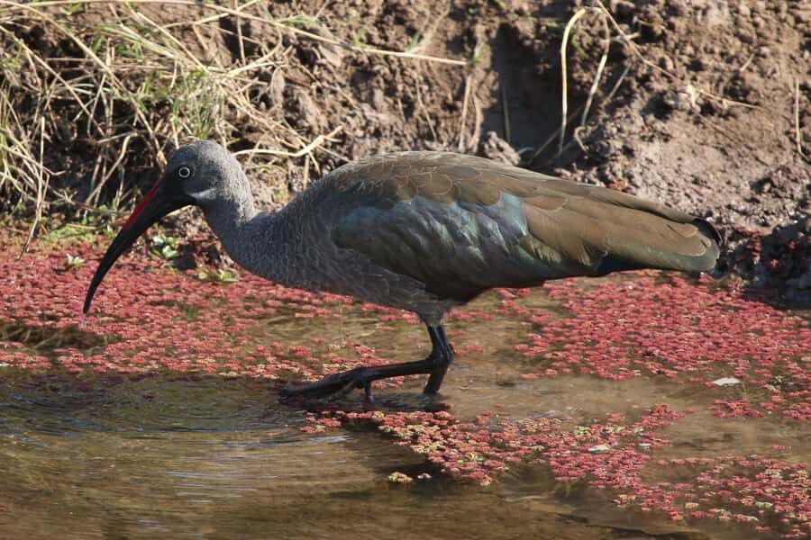 Victoria Falls: Private Zambezi River Birdwatching Safari - Timing, weather, and comfort: how to plan your body for river time