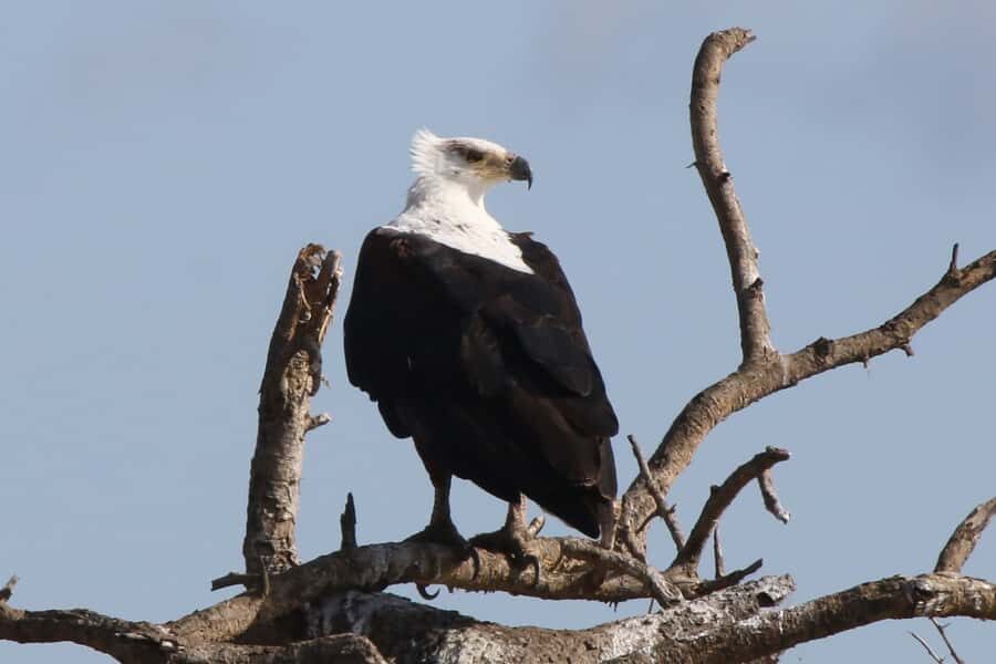 Victoria Falls: Private Zambezi River Birdwatching Safari - Price and value: is $80 per person worth it here?