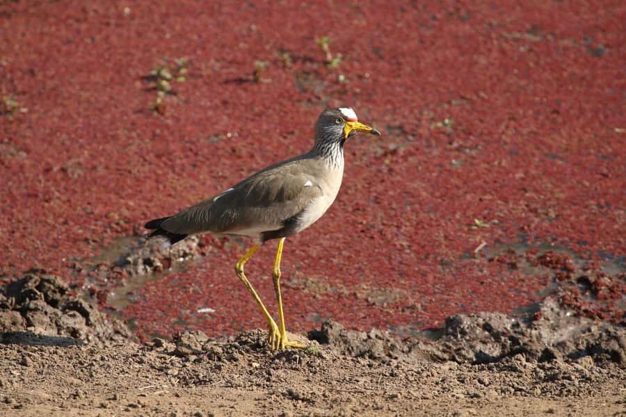 Victoria Falls: Private Zambezi River Birdwatching Safari - Who should book this Zambezi bird safari?