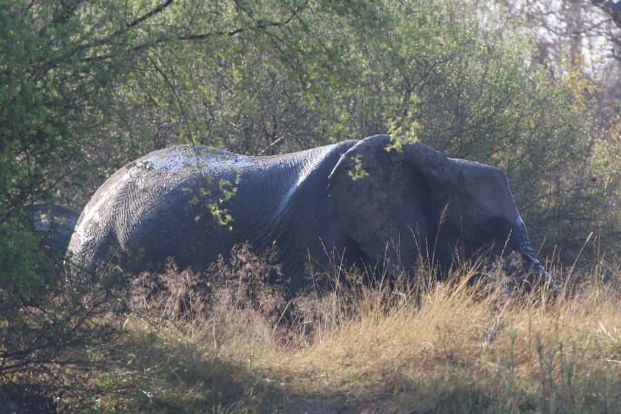 Victoria Falls: Private Zambezi River Birdwatching Safari - Should you book Victoria Falls Private Zambezi River Birdwatching?