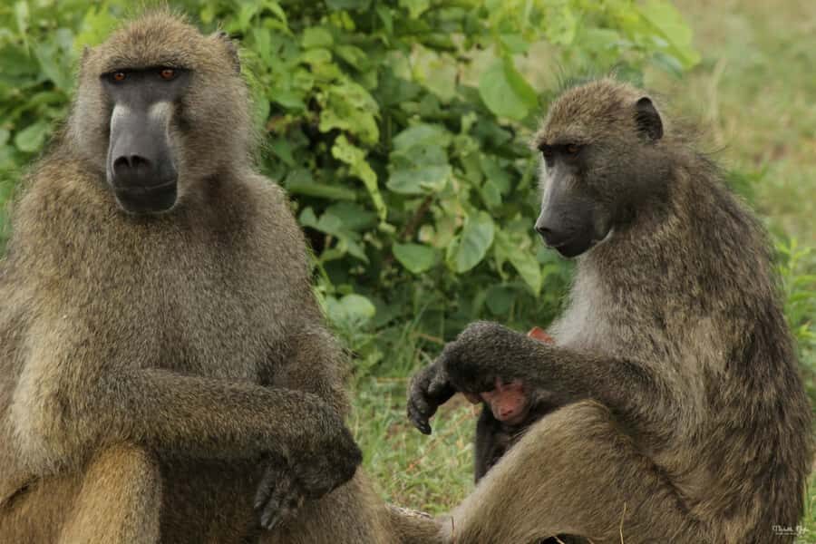 Victoria Falls Safari with Lunch and Sunset Cruise - From 7:00 AM pick-up to the bush: Zambezi National Park in an open 4x4
